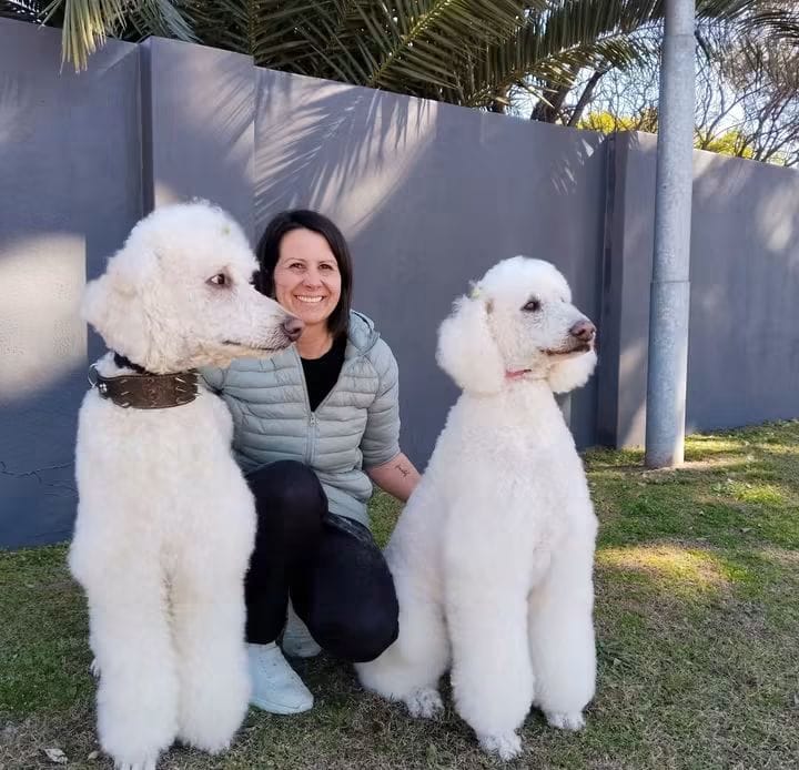 Shampoodle co-owner with two groomed white Standard Poodles
