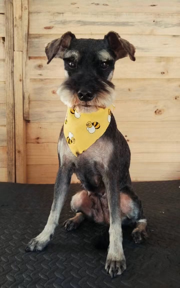 Groomed Schnauzer wearing a yellow bumblebee bandana
