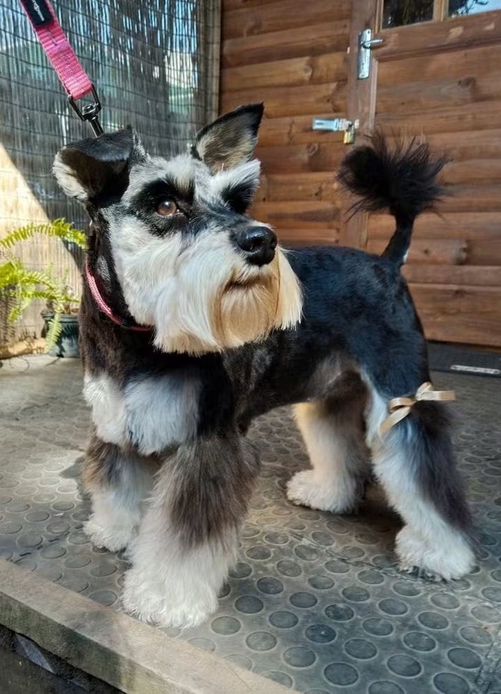 Freshly groomed Miniature Schnauzer standing proudly in the Shampoodle grooming studio