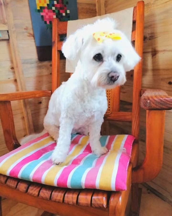 Small white dog with a yellow bow sitting on a striped chair after grooming