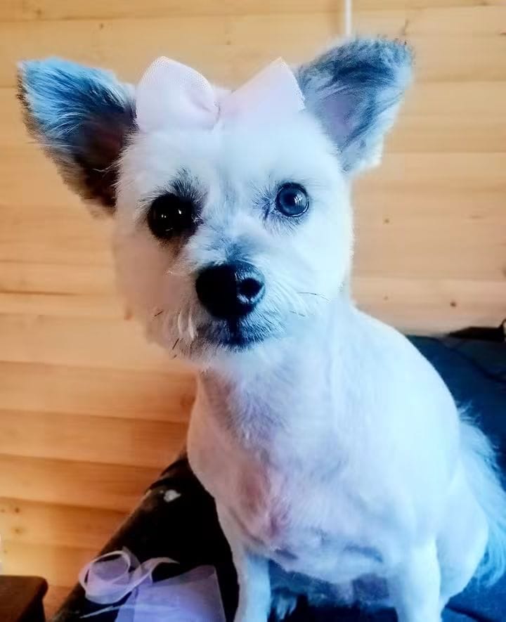 Freshly groomed white terrier with a pink bow