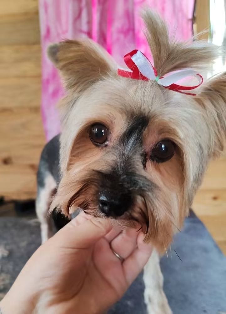 Yorkshire Terrier with a red and white bow after a groom at Shampoodle